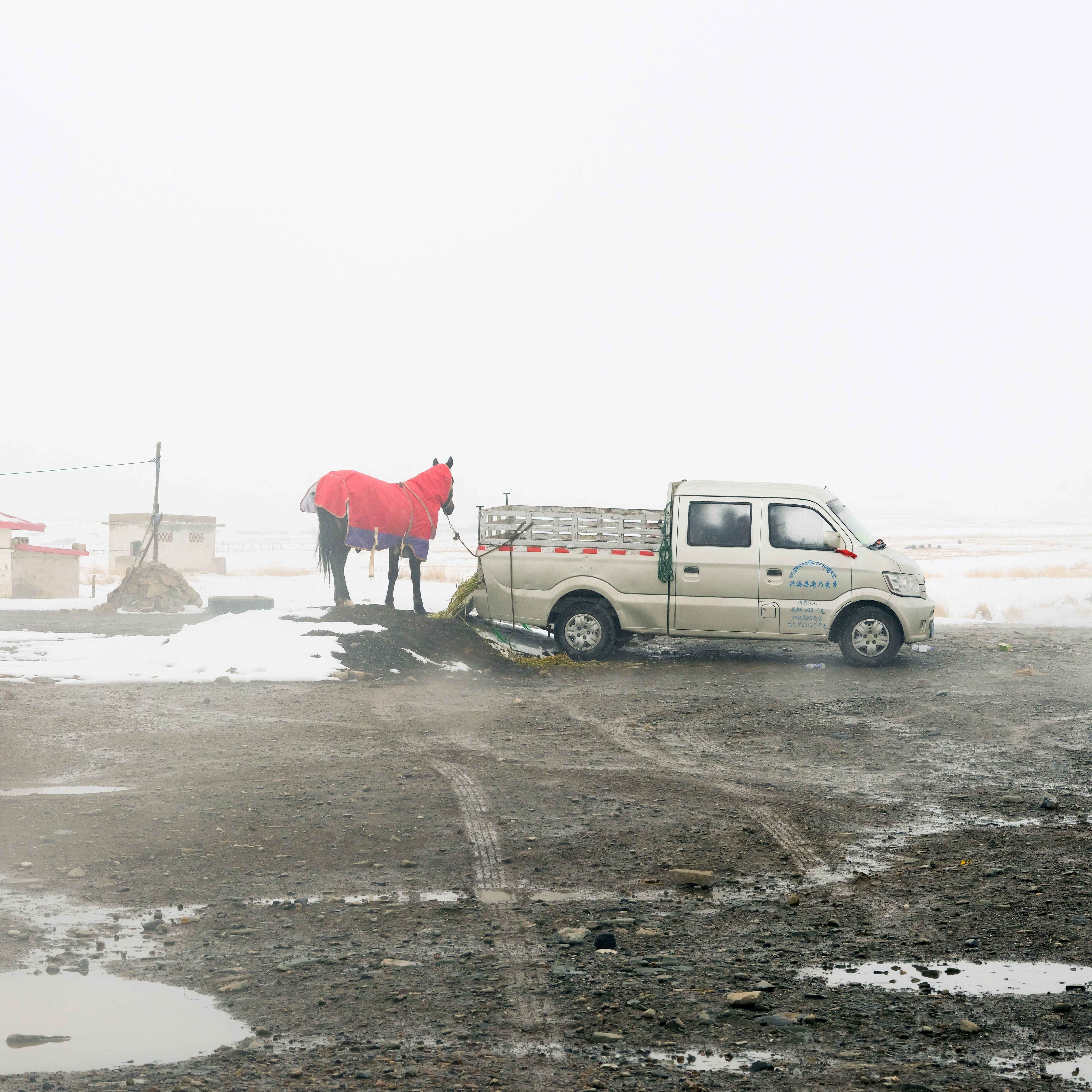 骆丹作品 路边的马.jpg